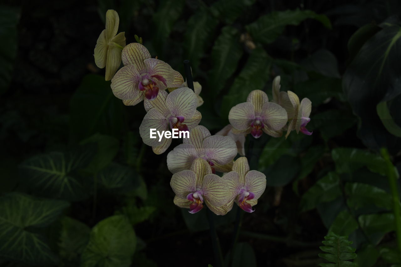 Close-up of orchids blooming at night