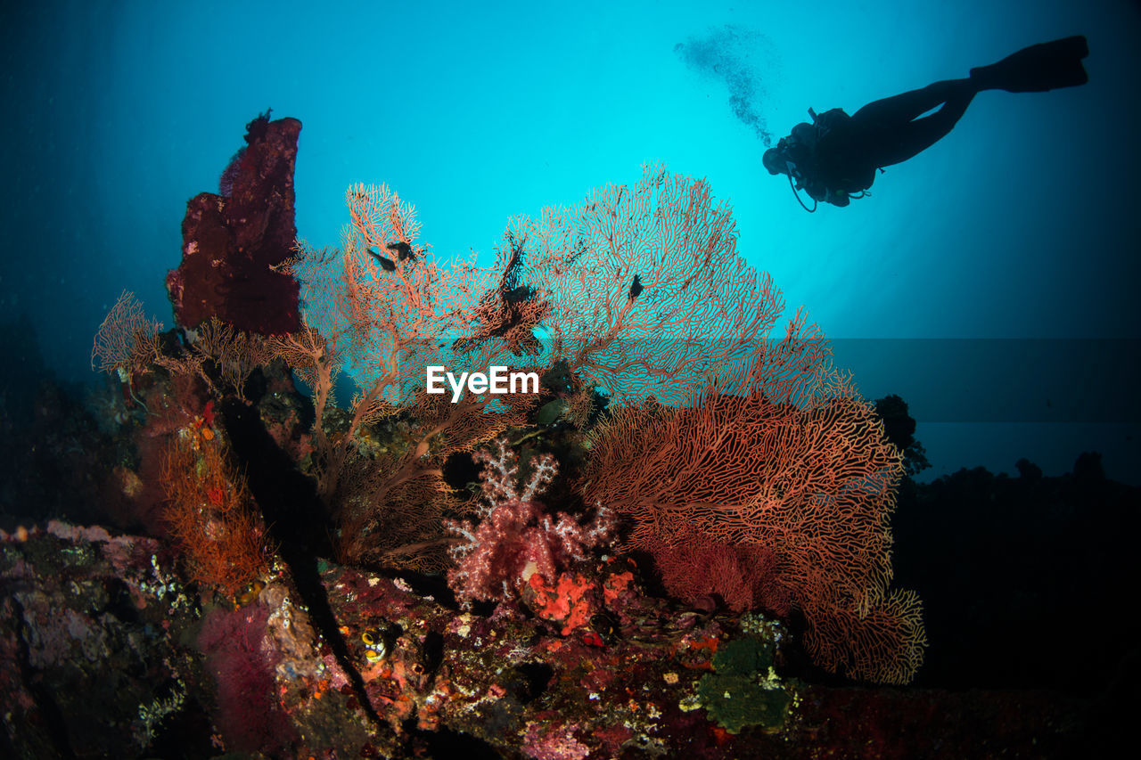 underwater, undersea, sea, water, adventure, sports, water sports, scuba diving, swimming, reef, nature, coral, sea life, one person, exploration, animal, wildlife, coral reef, marine, marine biology, animal wildlife, animal themes, diving equipment, leisure activity, underwater diving, blue, full length, fish, diving flipper, outdoors, beauty in nature, diving, aqualung - diving equipment, person