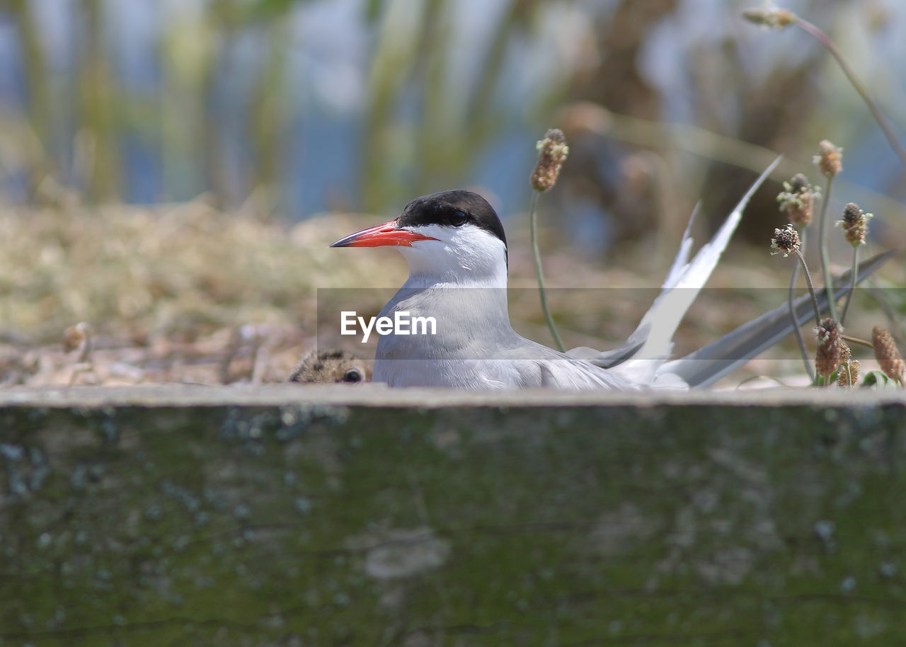 CLOSE-UP OF A BIRD PERCHING ON THE GROUND