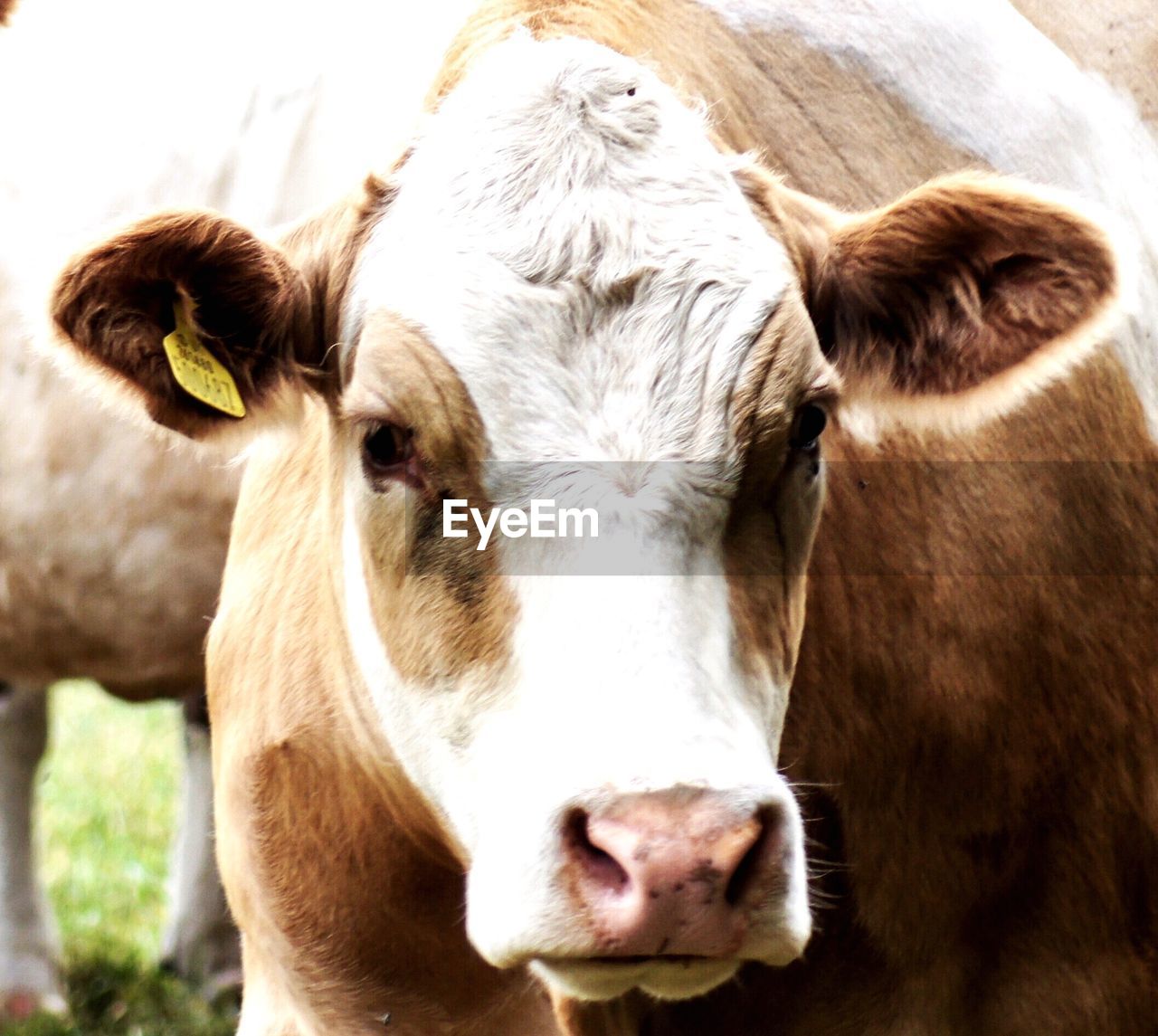 CLOSE-UP PORTRAIT OF A COW