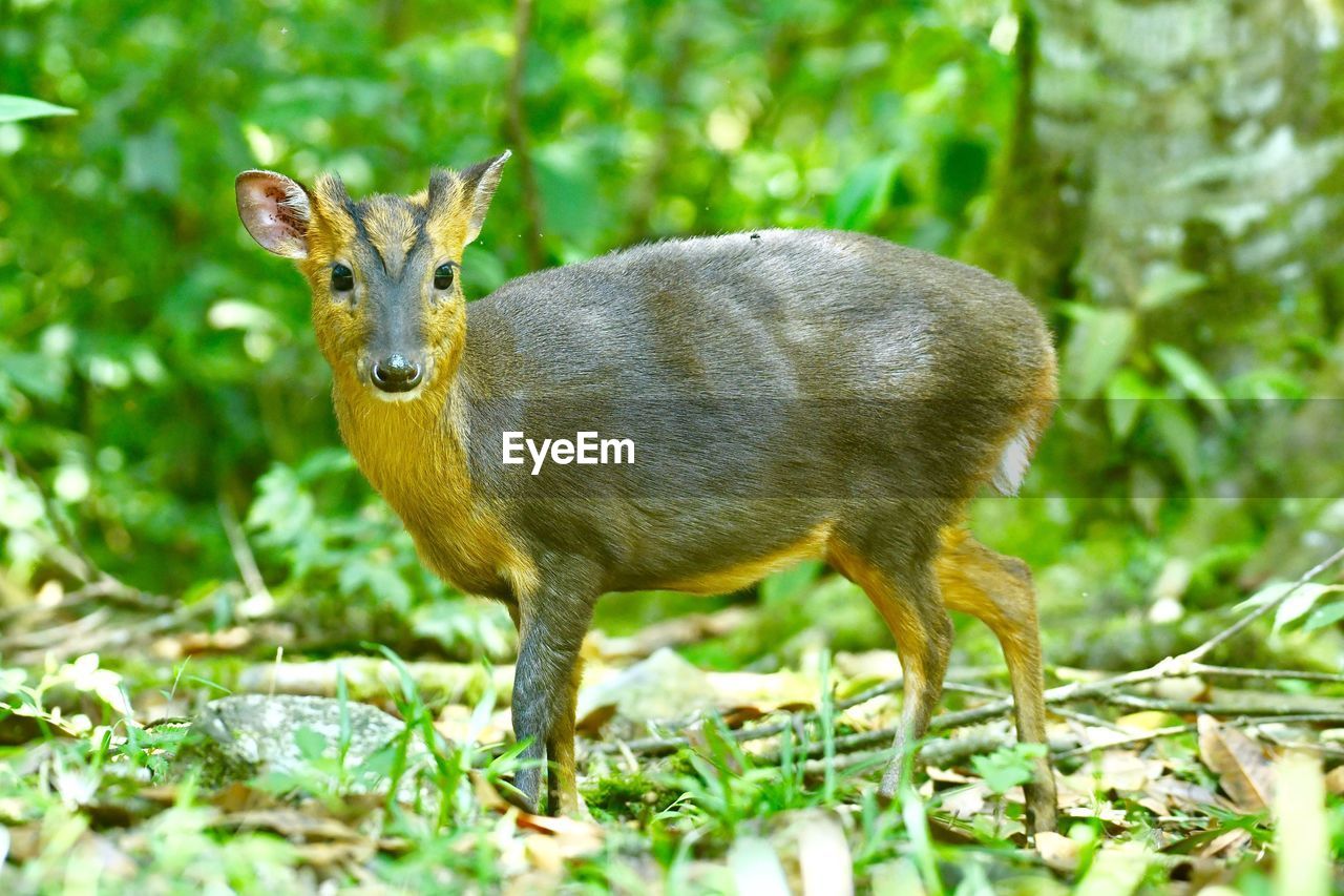 PORTRAIT OF DEER ON FIELD