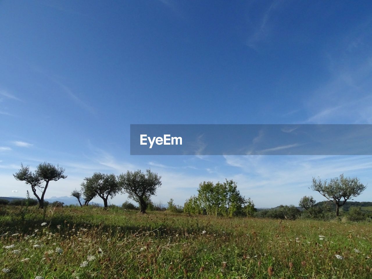 TREES GROWING ON FIELD AGAINST SKY