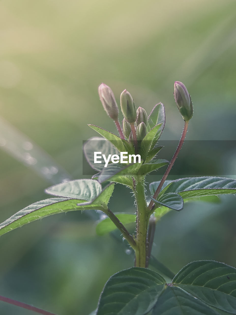 CLOSE-UP OF FLOWER BUDS