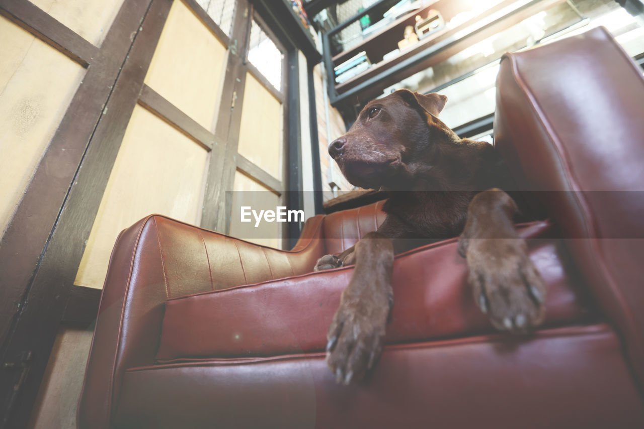 DOG LYING ON SOFA