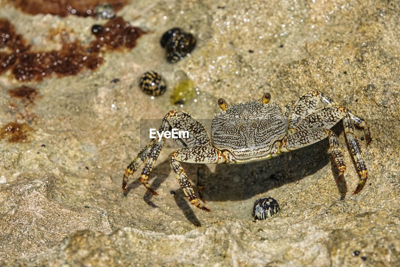 close-up of crab on sand at beach