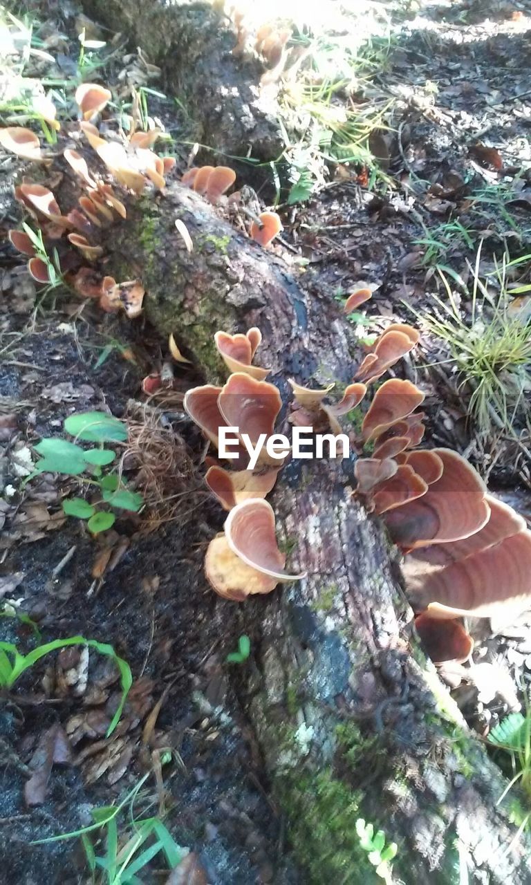 CLOSE-UP OF PLANTS GROWING ON ROCK