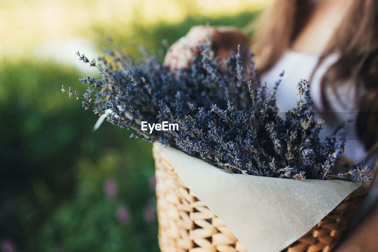 Girl is holding purple lavender flowers in the wooden box. high quality photo