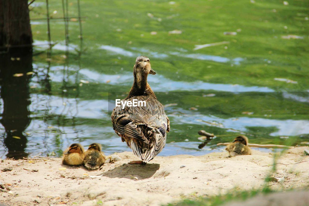 DUCKS IN LAKE