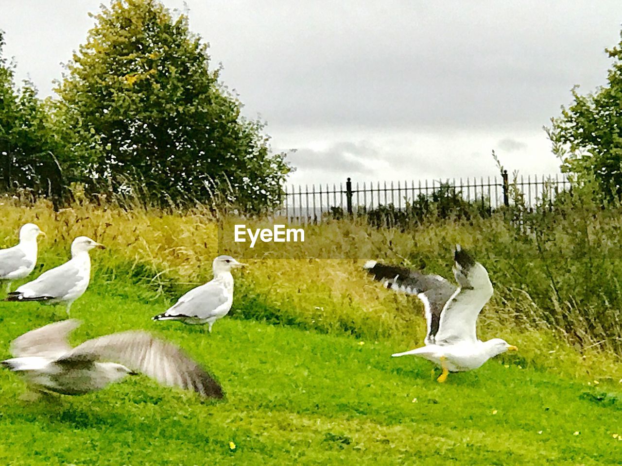 DUCKS ON FIELD AGAINST SKY