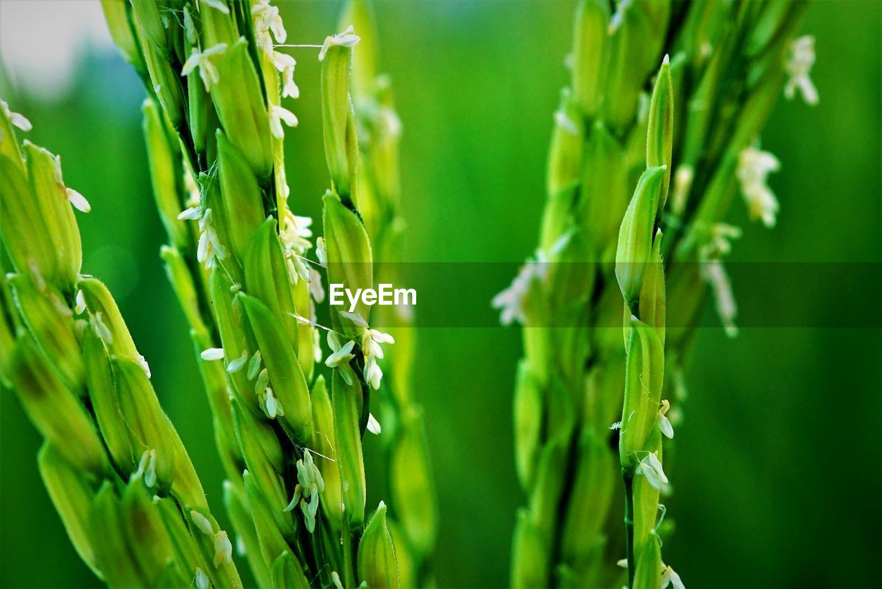 Close-up of rice flower in field