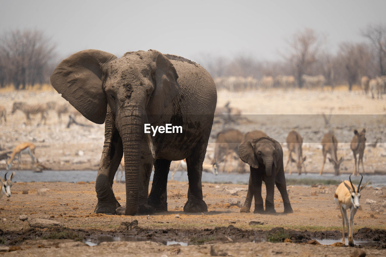 side view of elephants on field