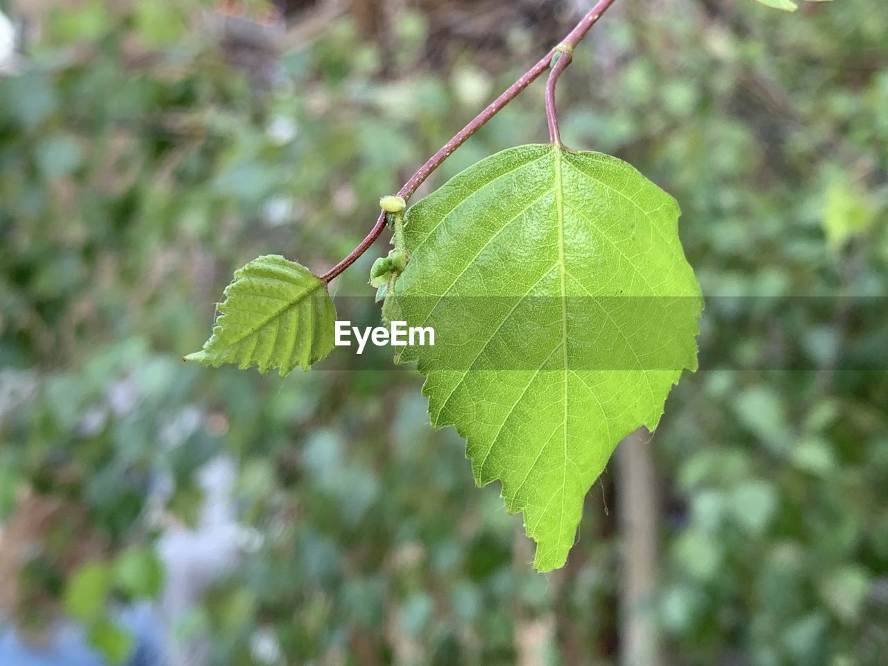 Close-up of green leaves