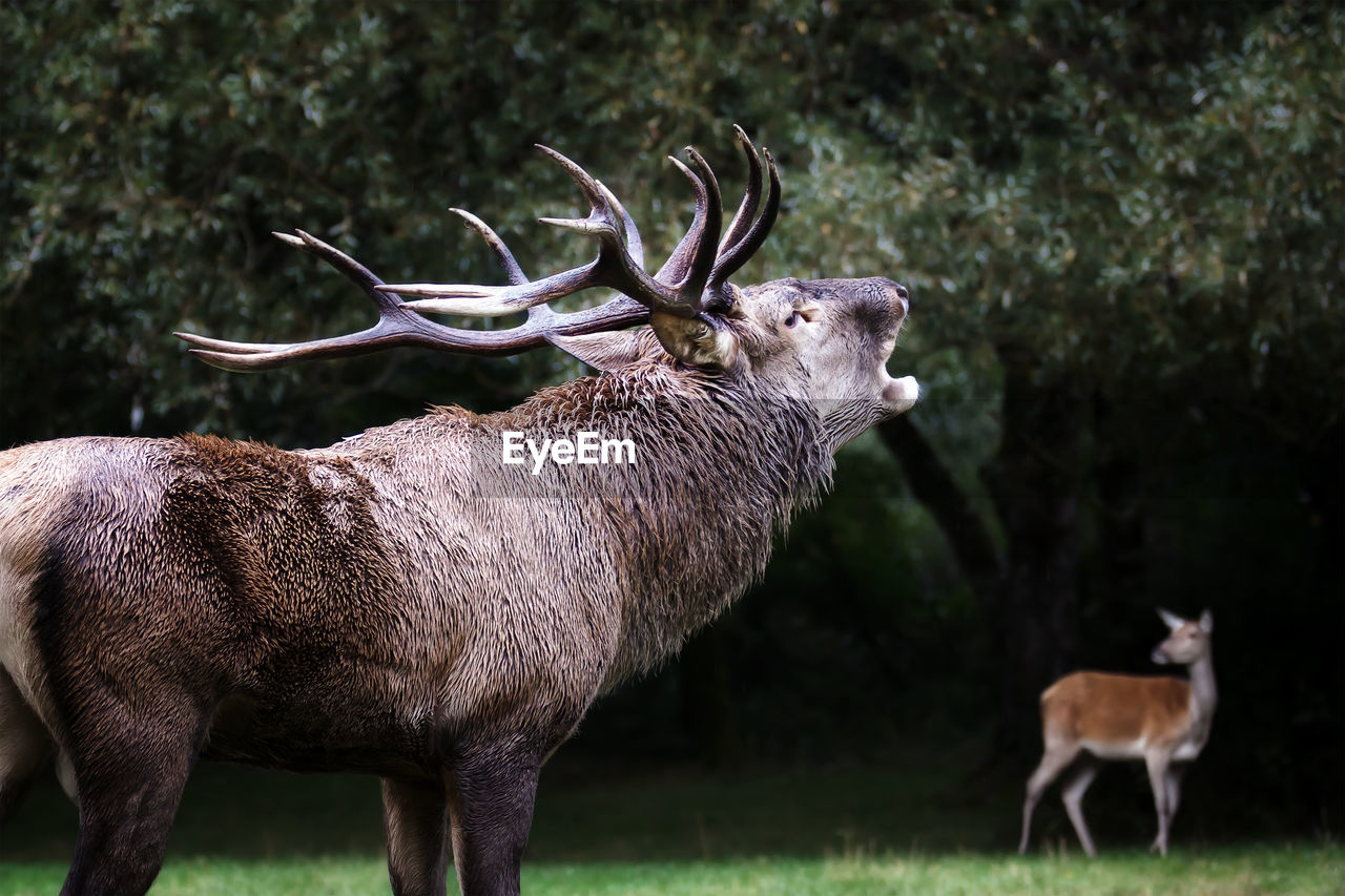 animal, animal themes, mammal, animal wildlife, deer, wildlife, group of animals, plant, reindeer, antler, nature, no people, domestic animals, grass, standing, two animals, tree, elk, outdoors, side view, land, field, day, herbivorous, horned