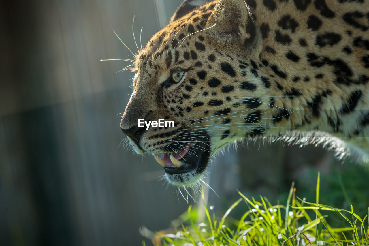 Close-up side view of amur leopard