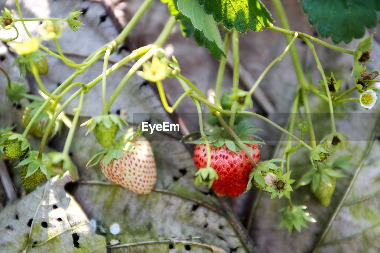 CLOSE-UP OF STRAWBERRIES