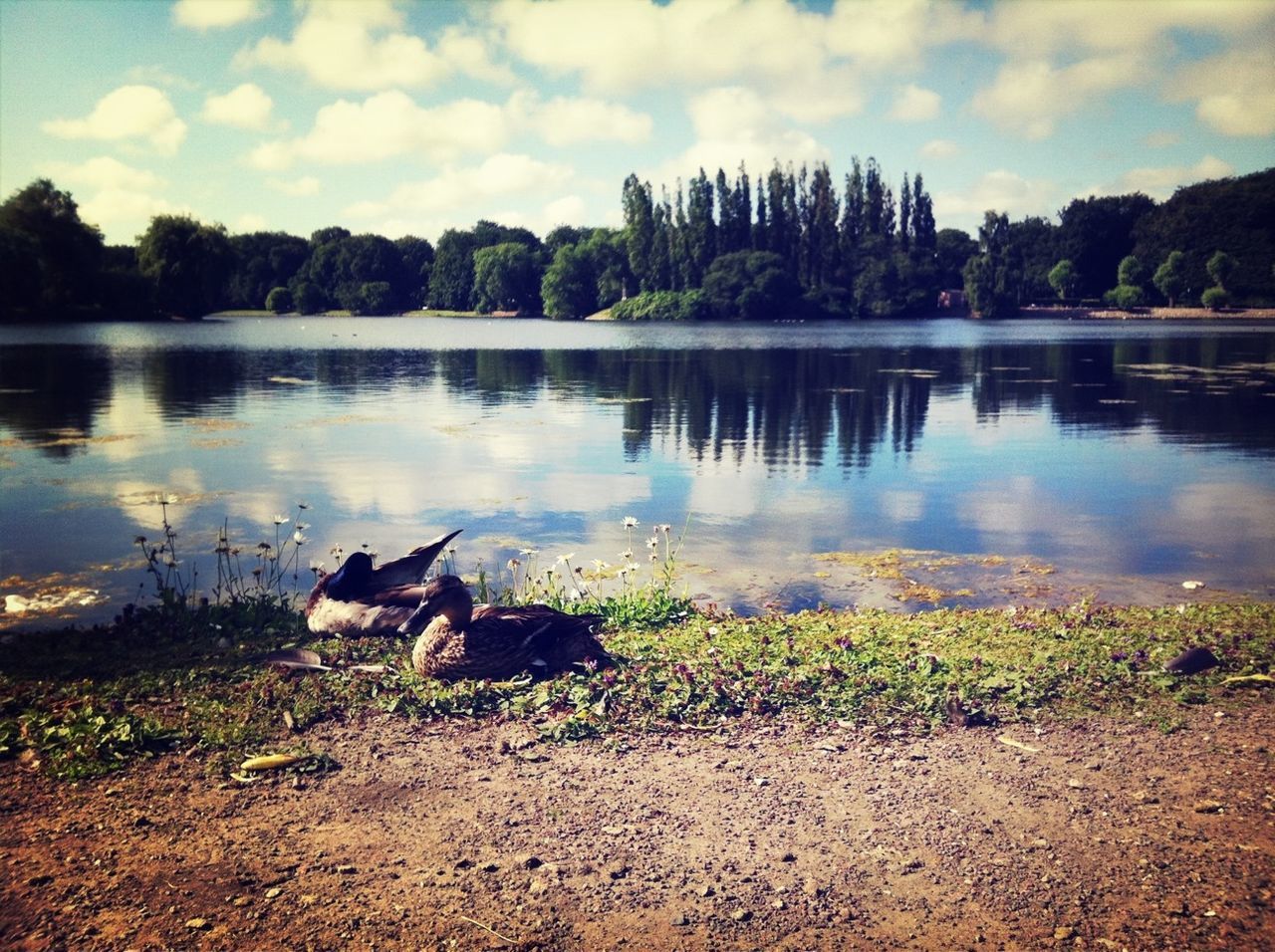 Side view of two birds by countryside lake