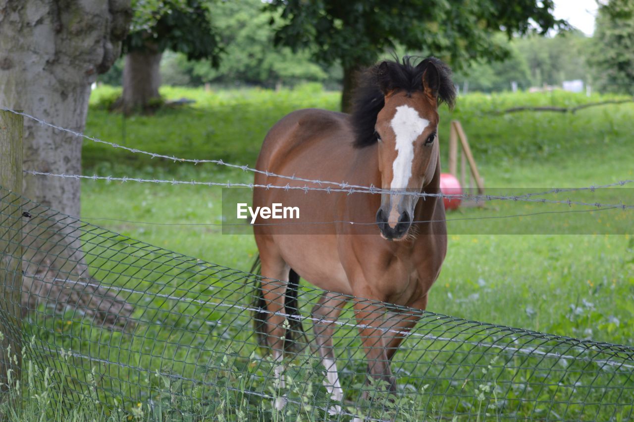 HORSES STANDING ON GRASS