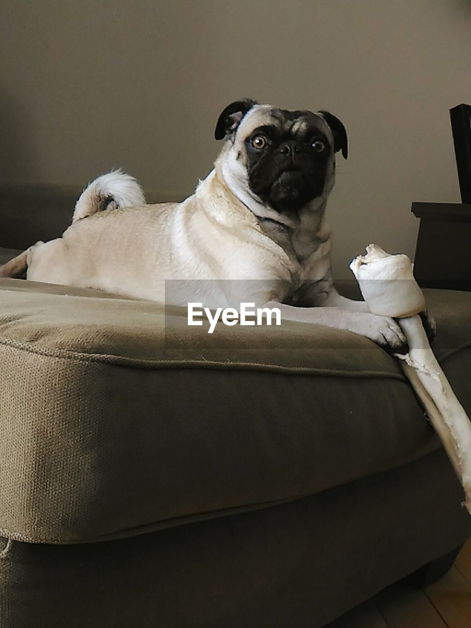 DOG RESTING ON SOFA