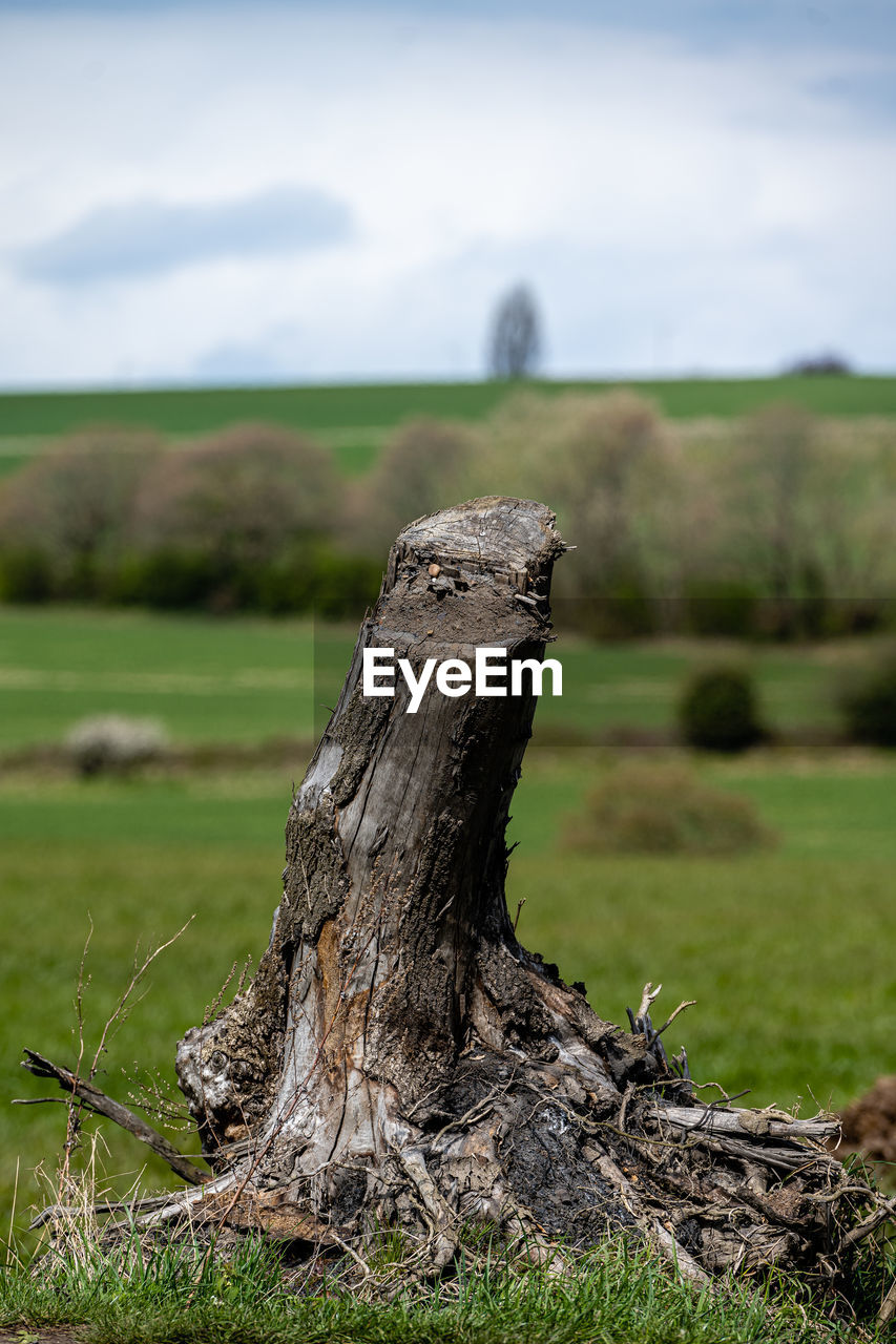 CLOSE-UP OF DRIFTWOOD ON TREE STUMP AT FIELD