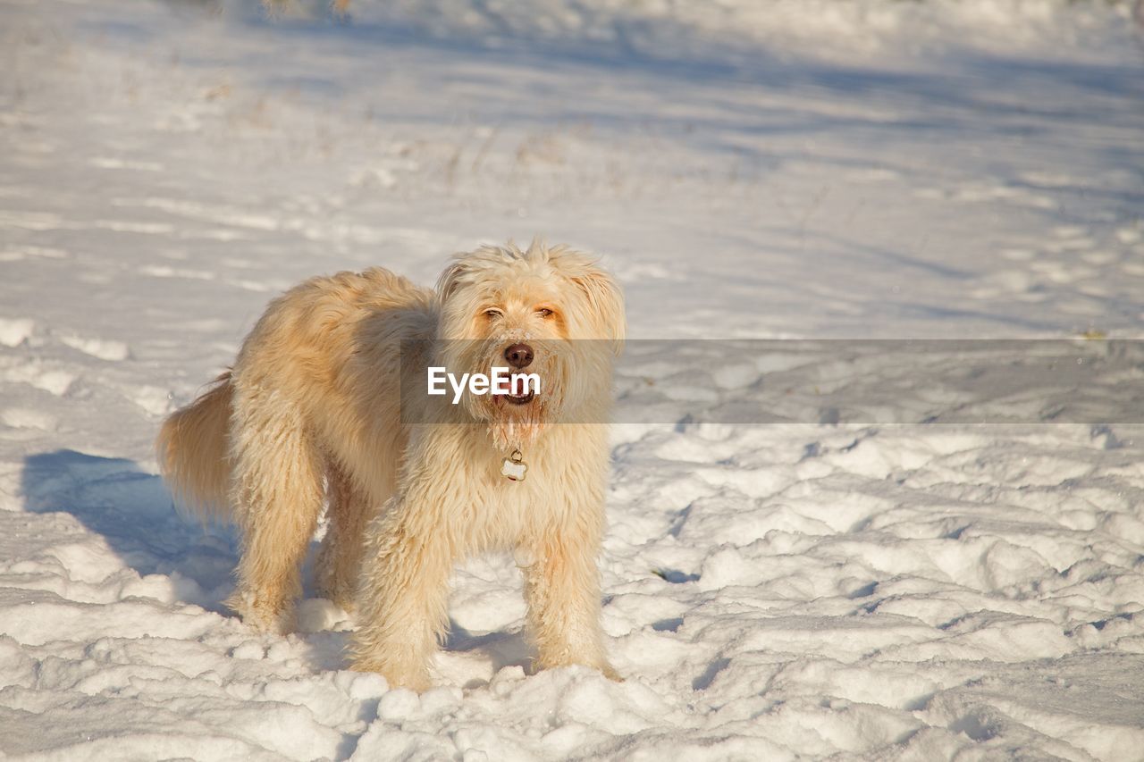 DOG LYING ON SNOW