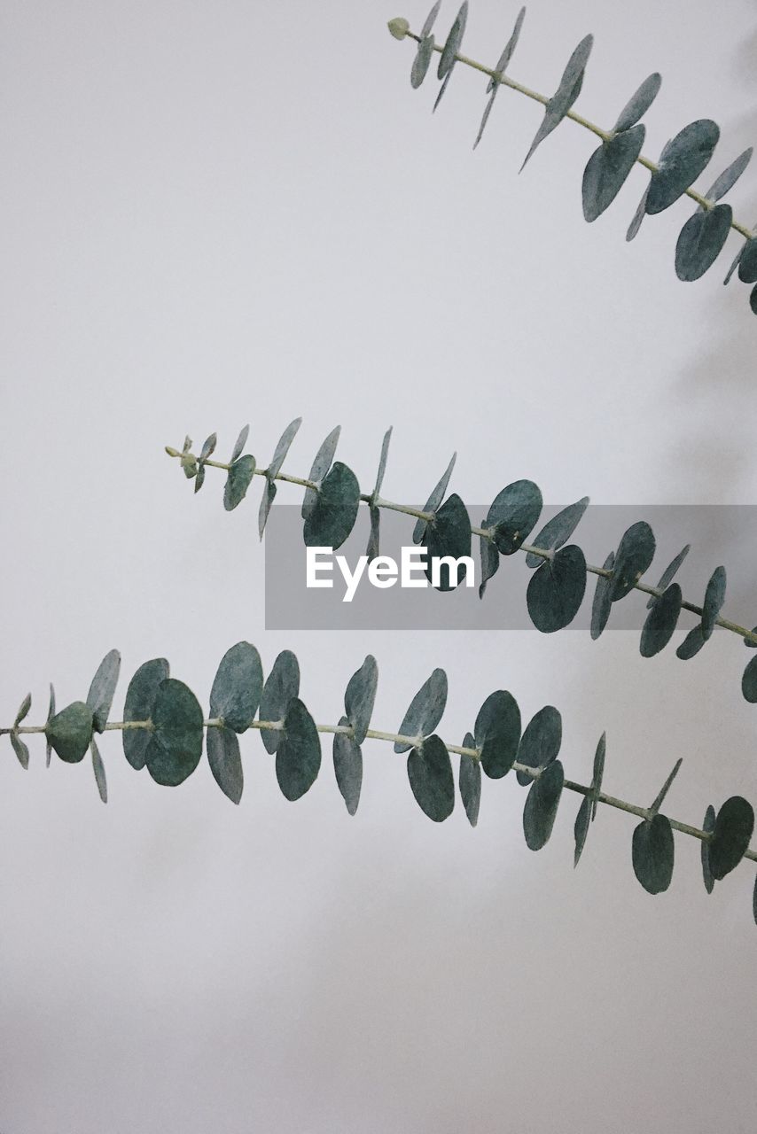 Close-up of plant against white wall at home