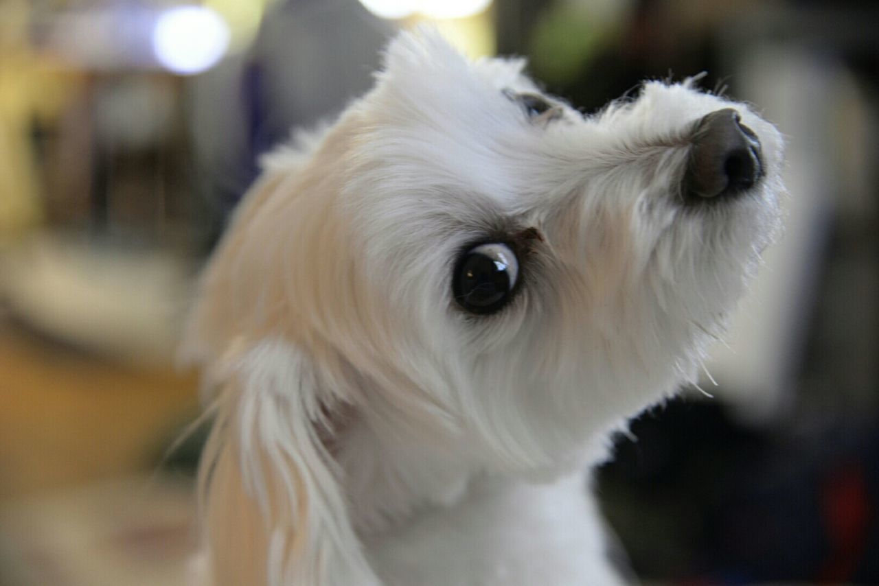 PORTRAIT OF WHITE DOG