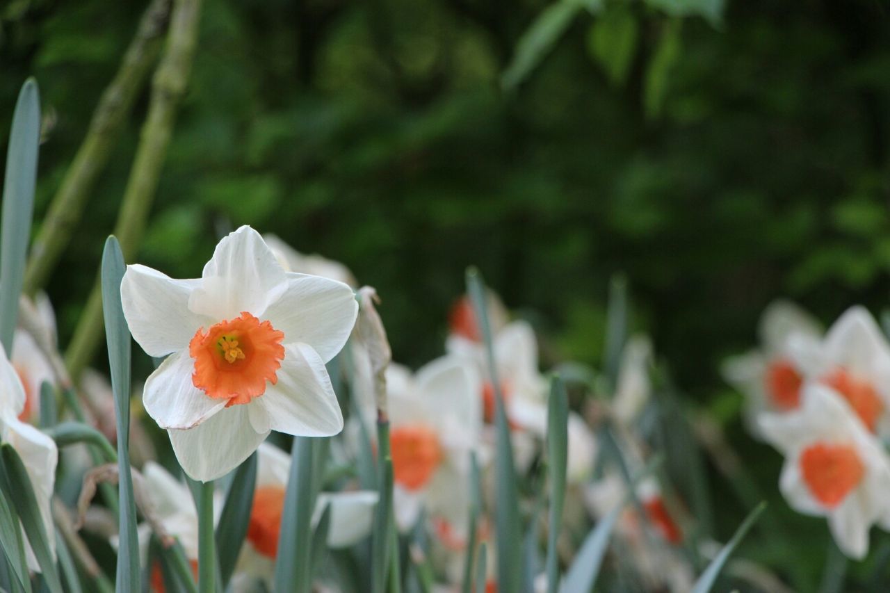 Close-up of white flowers against blurred background