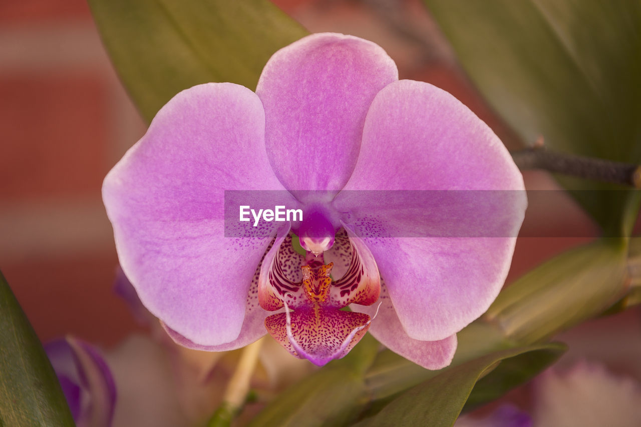 CLOSE-UP OF PURPLE ORCHIDS