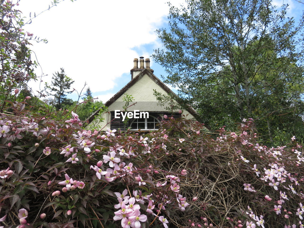 LOW ANGLE VIEW OF PINK FLOWERS BLOOMING ON TREE