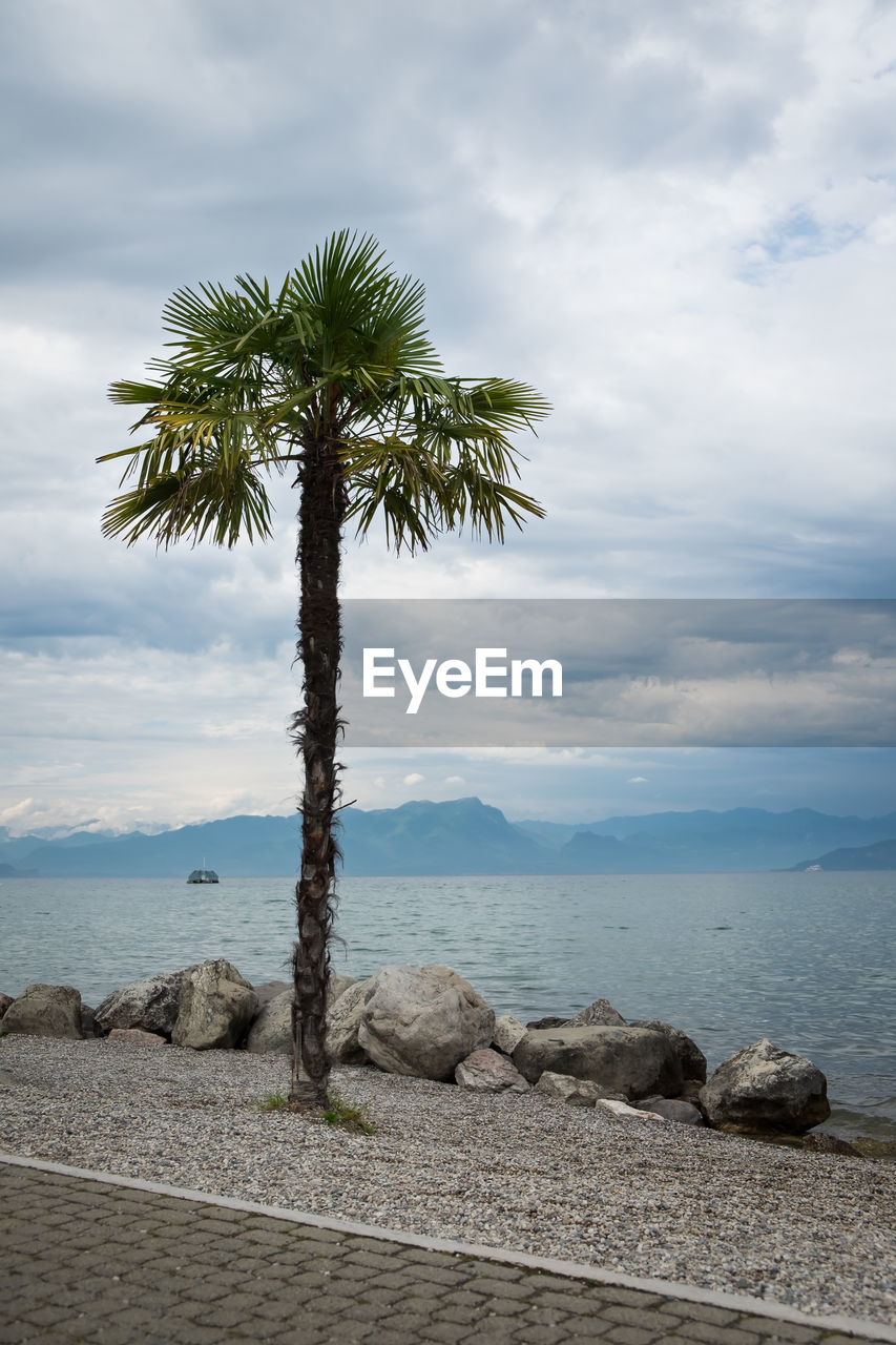 PALM TREES ON BEACH AGAINST SKY