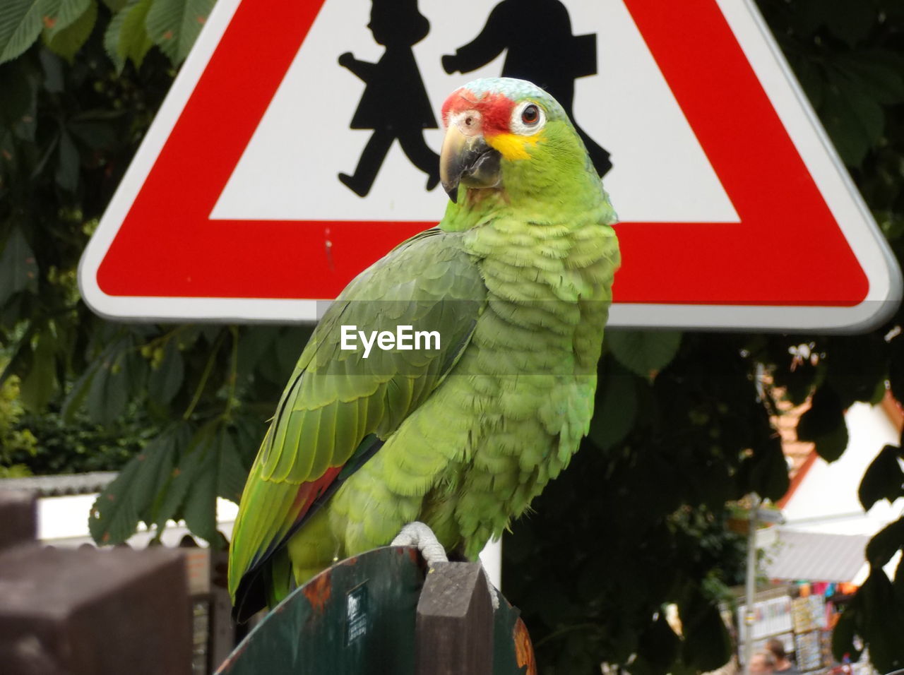 CLOSE-UP OF PARROT PERCHING ON GREEN