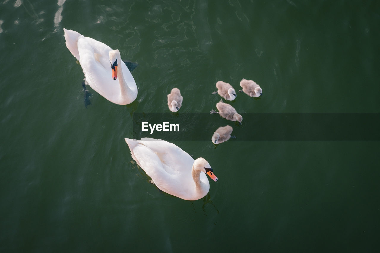 HIGH ANGLE VIEW OF SWANS FLOATING ON LAKE