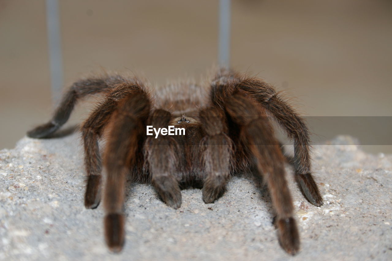 Close-up of spider