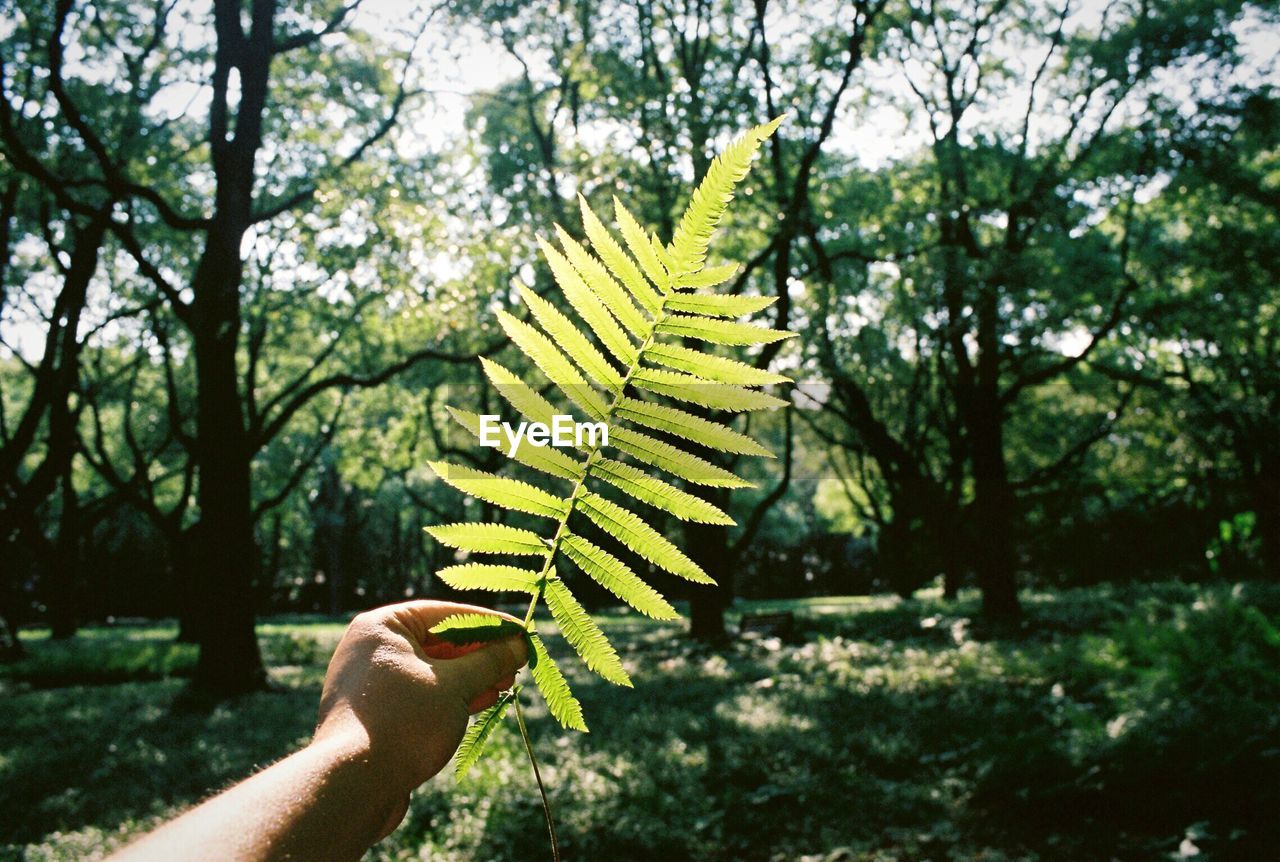 Cropped hand holding leaf against trees in forest