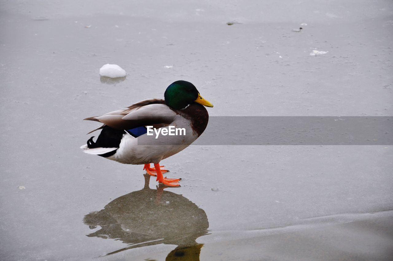 MALLARD DUCK ON LAKE