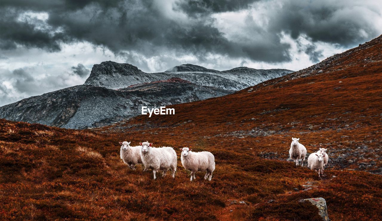 Sheep grazing on landscape
