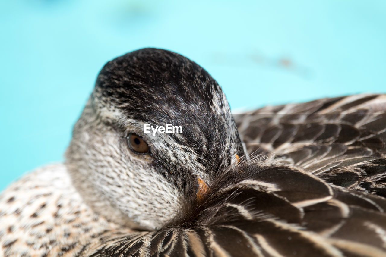 Close-up of bird