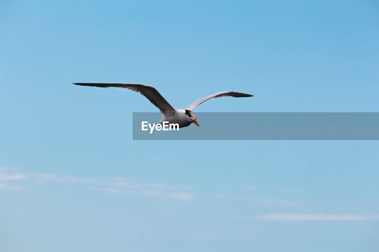 animal themes, animal, animal wildlife, wildlife, bird, flying, one animal, sky, spread wings, blue, animal body part, seabird, nature, no people, mid-air, low angle view, gull, wing, cloud, day, copy space, outdoors, motion, full length, animal wing, clear sky, beauty in nature