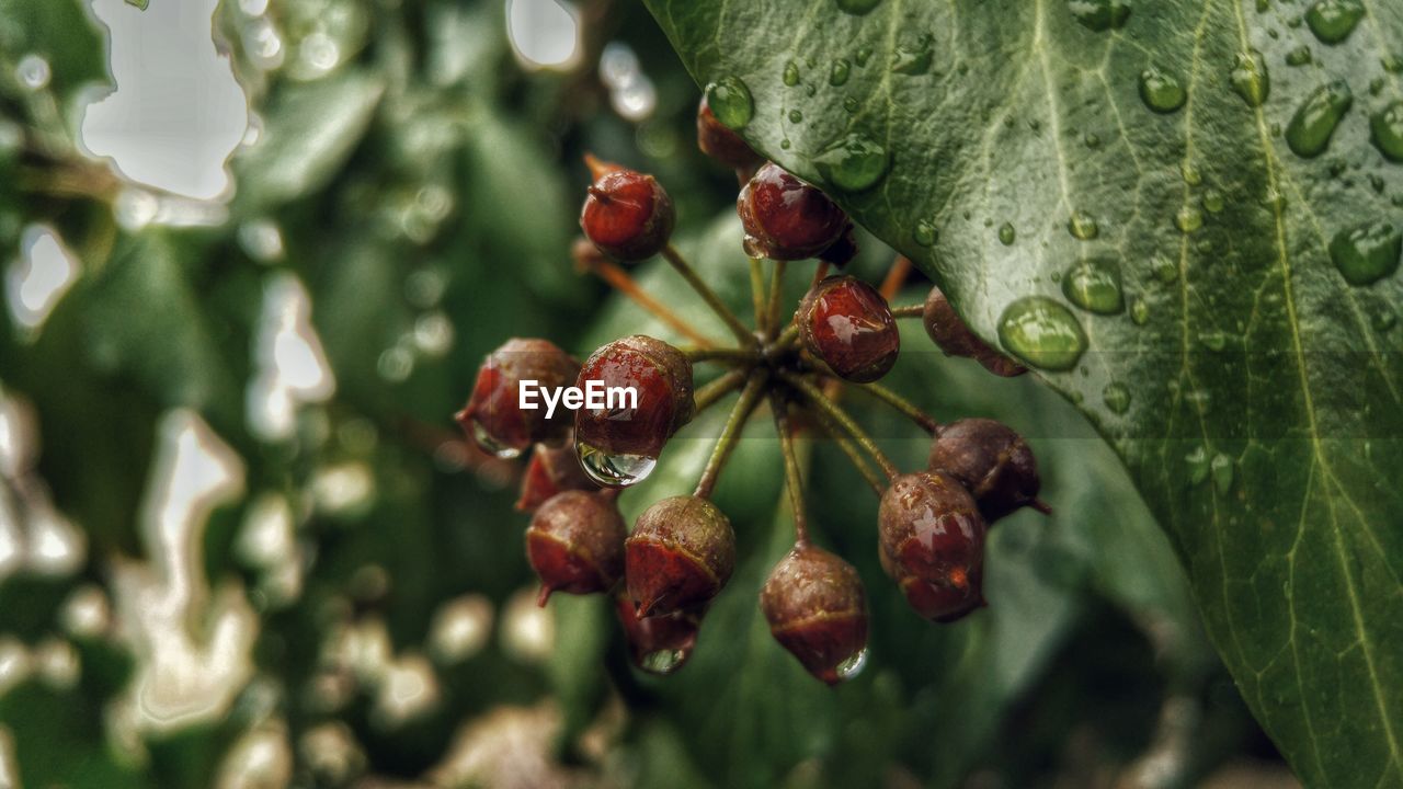 Close-up of red berries on tree