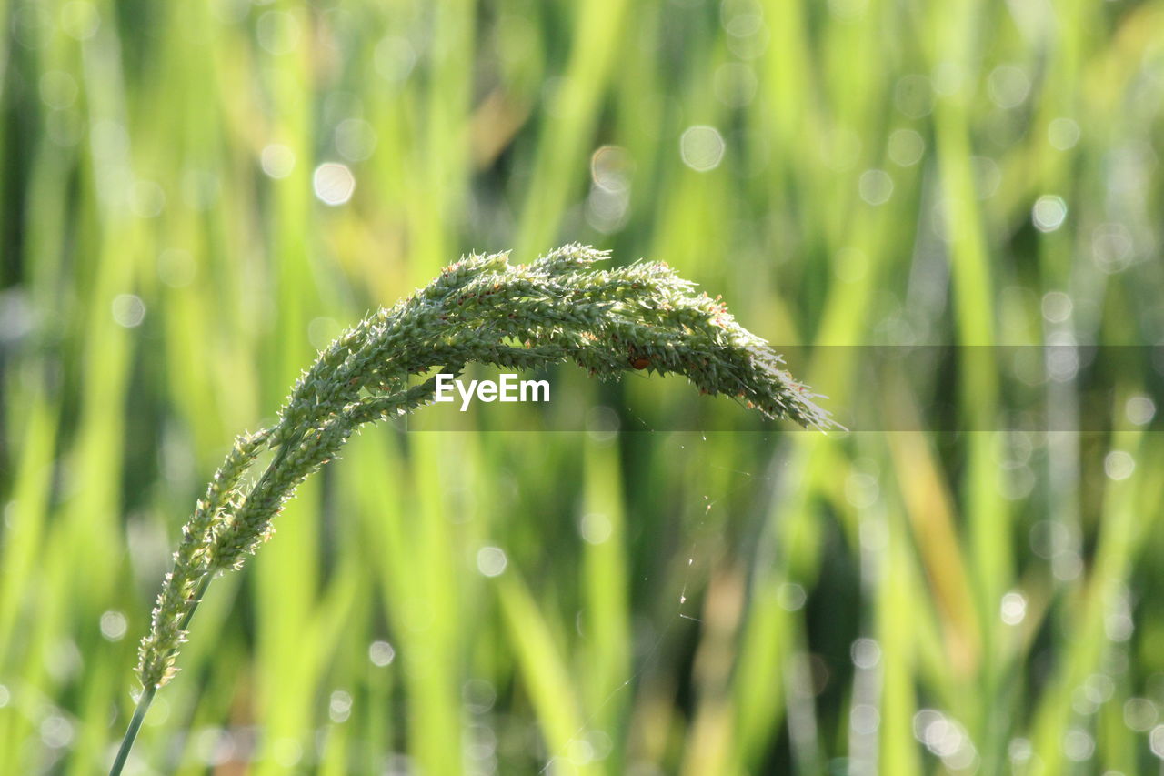 Close-up of wet grass on field during rainy season