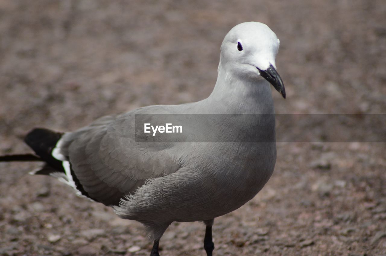 CLOSE-UP OF SEAGULL ON GROUND