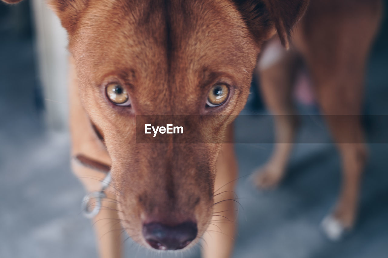 dog, pet, mammal, animal, animal themes, one animal, domestic animals, close-up, canine, animal body part, portrait, puppy, carnivore, looking at camera, focus on foreground, animal head, snout, brown, eye, day, no people, nose