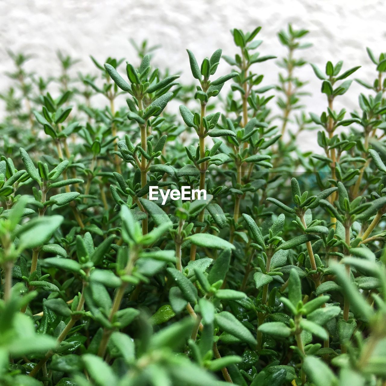 Close-up of fresh green plants
