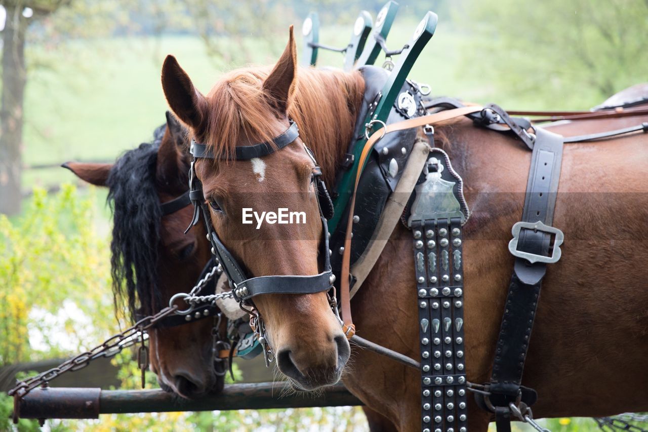 HORSE CART IN RANCH AGAINST BLURRED BACKGROUND