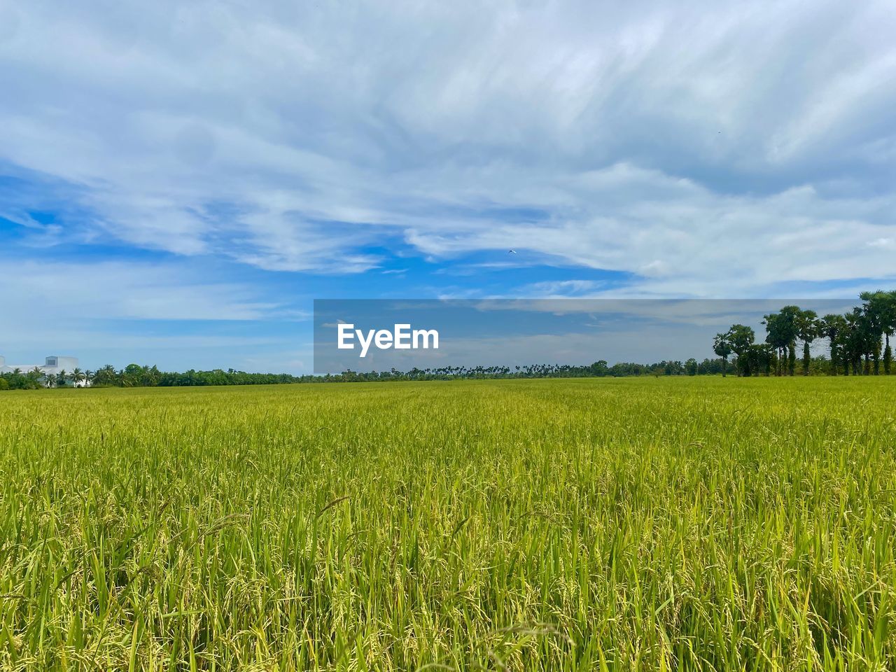 landscape, field, environment, plant, land, sky, agriculture, rural scene, cloud, grassland, crop, plain, nature, cereal plant, horizon, pasture, beauty in nature, scenics - nature, green, meadow, growth, prairie, food, grass, food and drink, farm, no people, paddy field, barley, tree, rapeseed, tranquility, outdoors, rural area, summer, horizon over land, day, blue, tranquil scene, social issues, freshness, environmental conservation, corn, idyllic, vegetable, urban skyline, cloudscape, non-urban scene