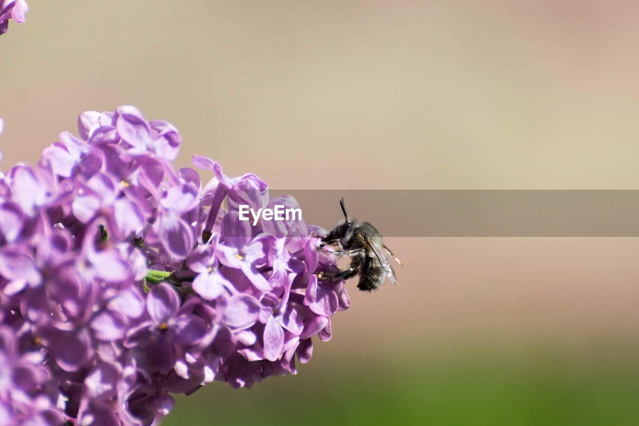 Close-up of insect on purple flowers