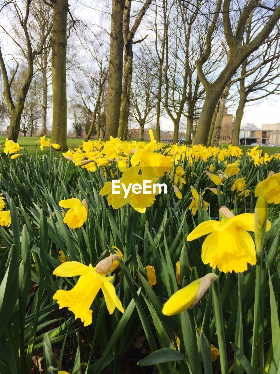 CLOSE-UP OF YELLOW DAFFODIL FLOWERS