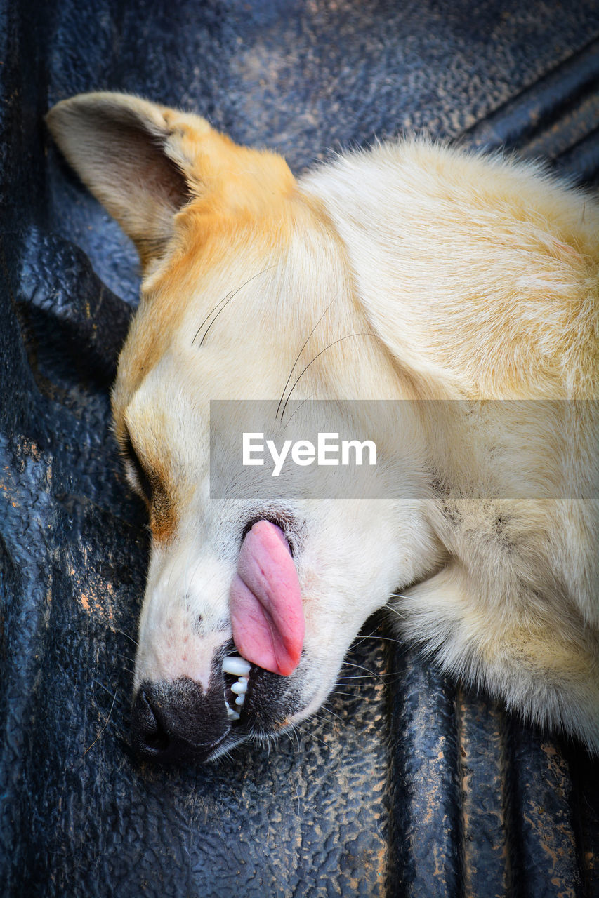 CLOSE-UP OF A DOG SLEEPING ON THE GROUND