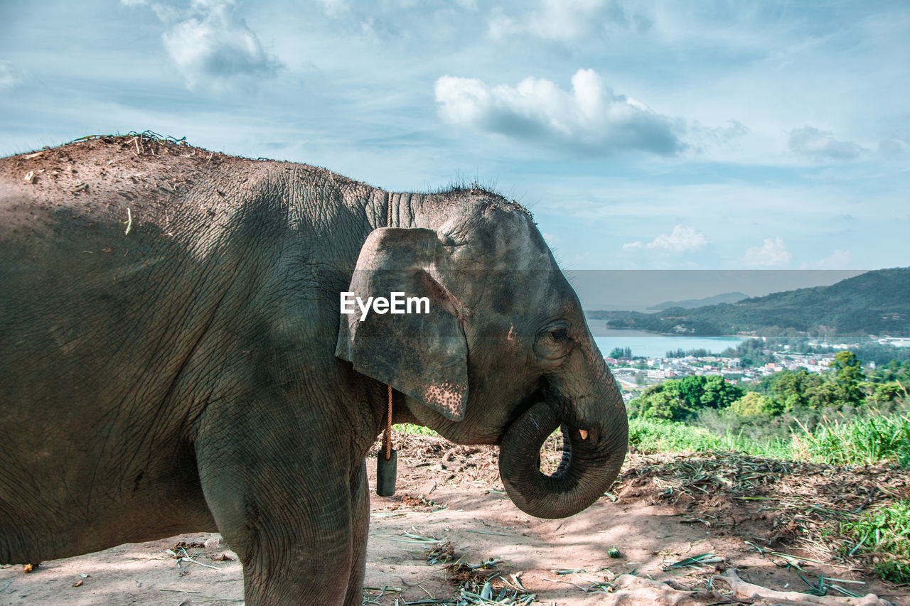 CLOSE-UP OF ELEPHANT ON FIELD