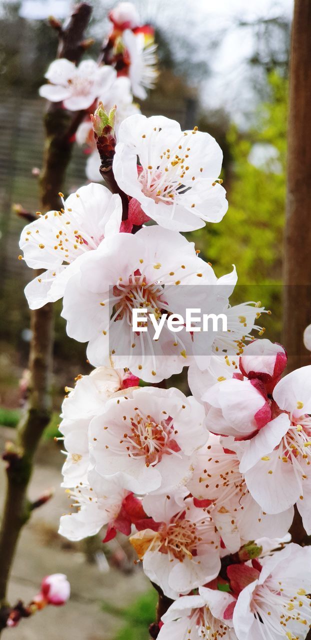 CLOSE-UP OF WHITE FLOWERING TREE